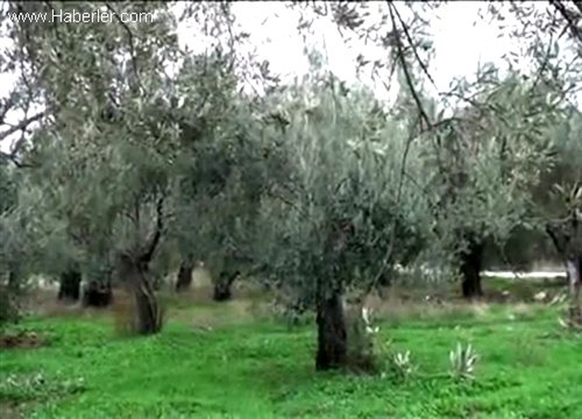 Zeytinyağı ihracatı rekorun ardından hız kesti