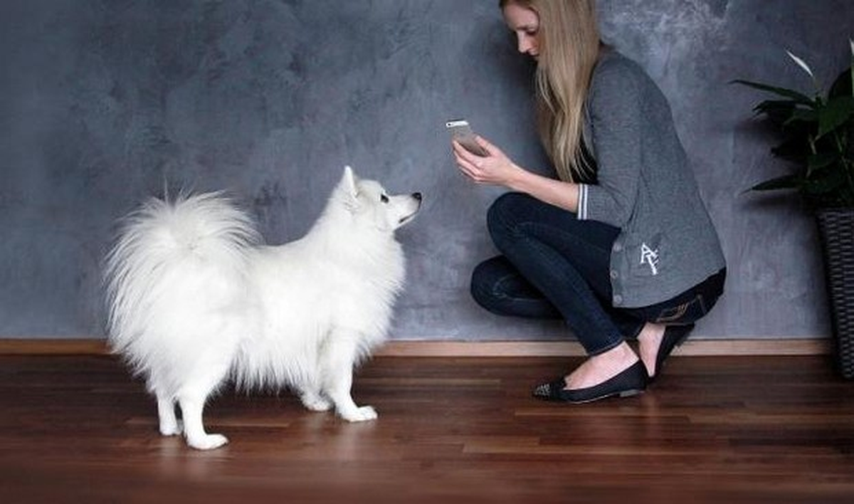 Ceple köpek kontrolü!