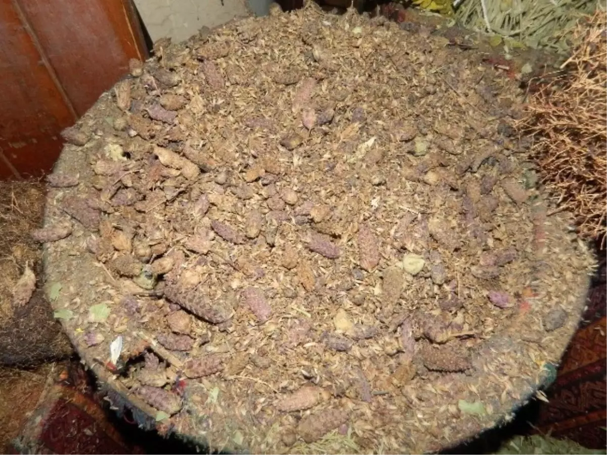 Karabaş Otu ile Sigaradan Kurtulun