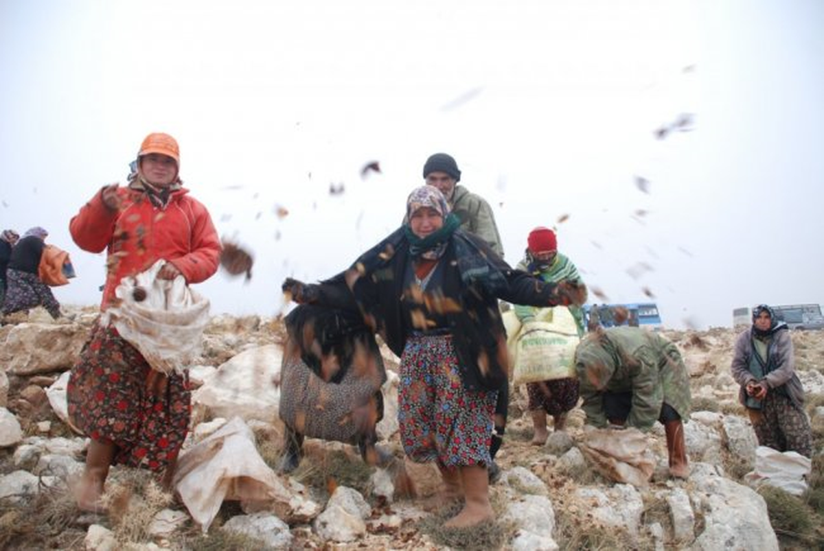 Mersin\'de 110 Ton Sedir Tohumu Toprakla Buluşuyor