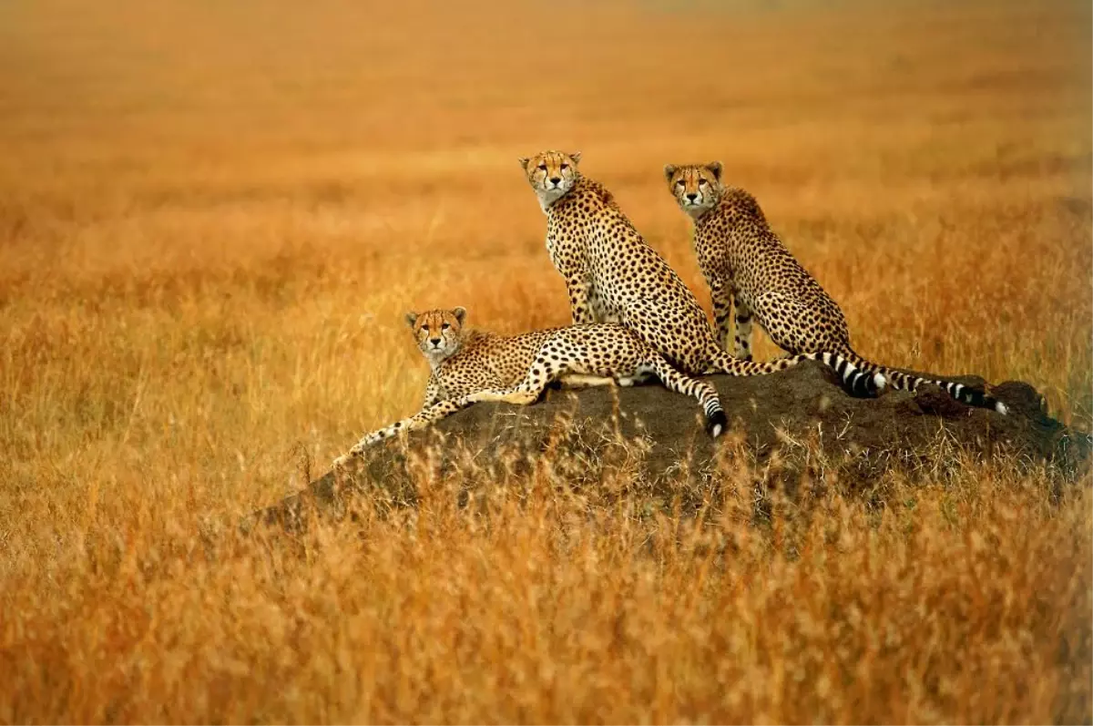 Seturla Dünyanın Binbir Haline Tanık Olabilirsiniz