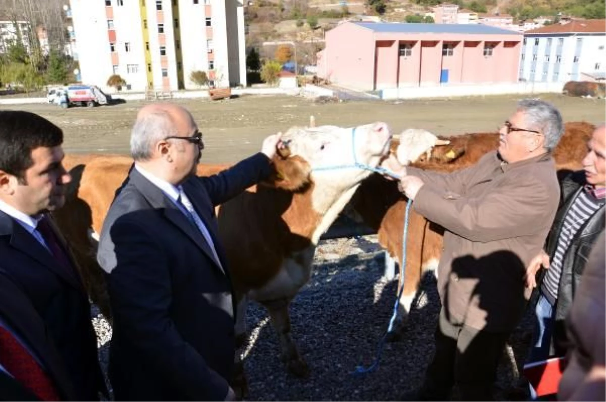 Sinop\'ta Davul Zurnalı Damızlık Sığır Dağıtımı