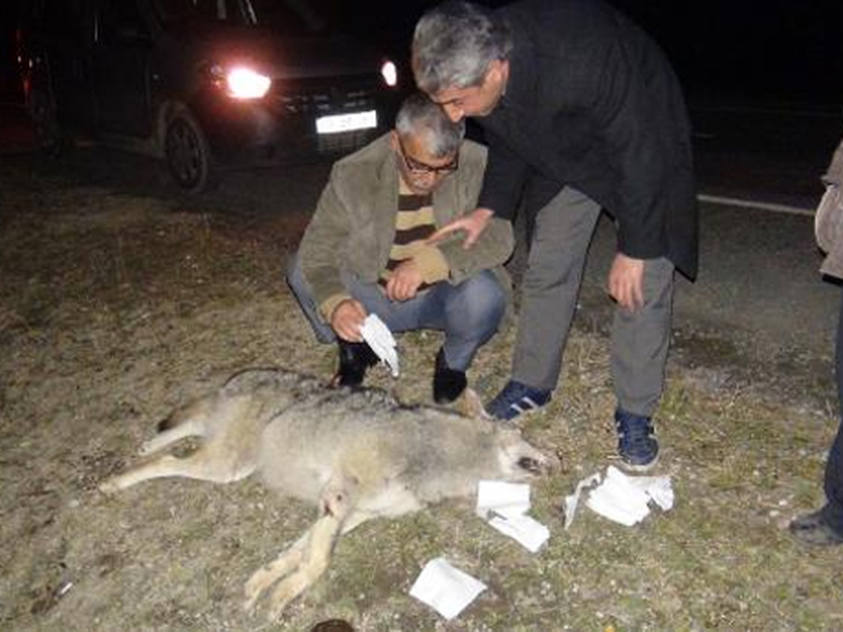 Yolda Çiftleşen Kurtlara TIR Çarptı