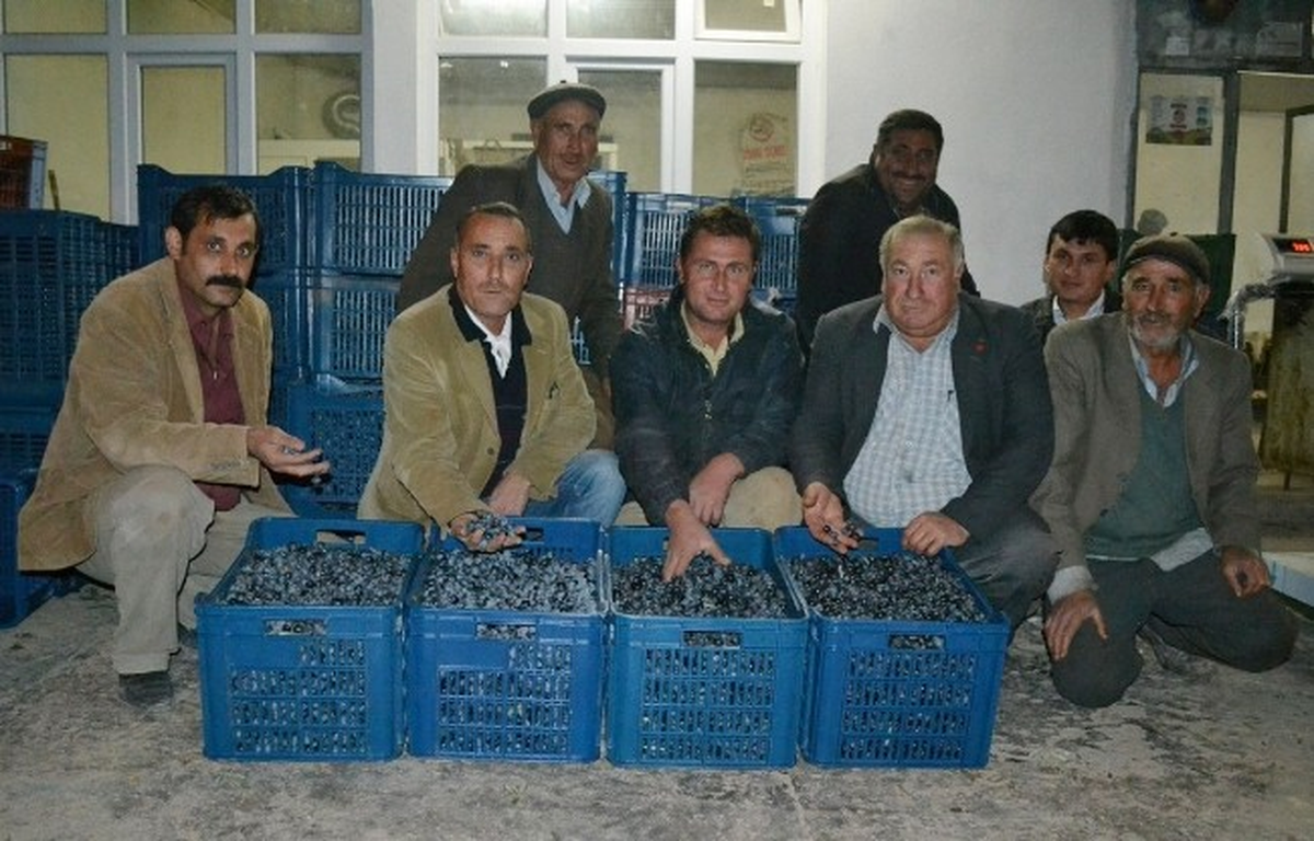 Denizli\'de Zeytin Üreticisi Devletten Destek Bekliyor