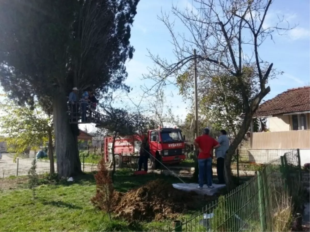 500 Yıllık Selvi Ağacına Yaşam Desteği