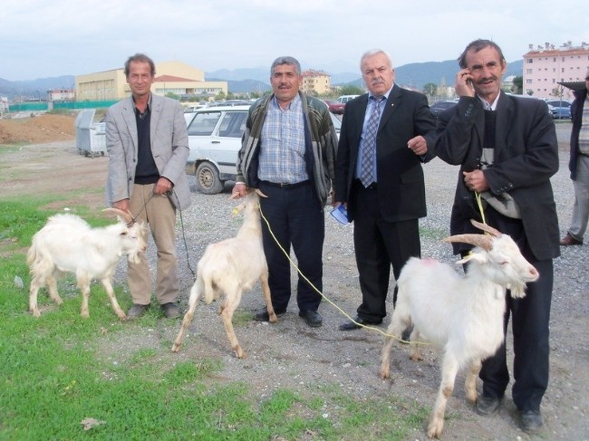 Dalaman\'da 5 Adet Saanen Tekesi Dağıtıldı