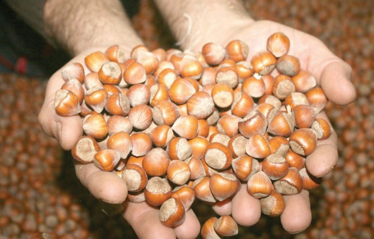 Fındık ve Mamulleri İhracatı Azaldı