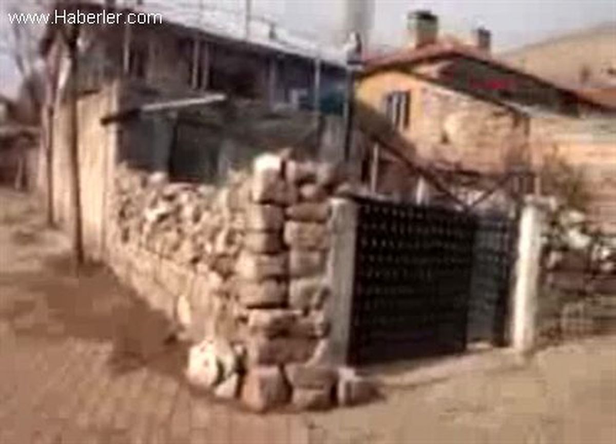 Kayseri Keçi, Okul Önünde Doğurdu