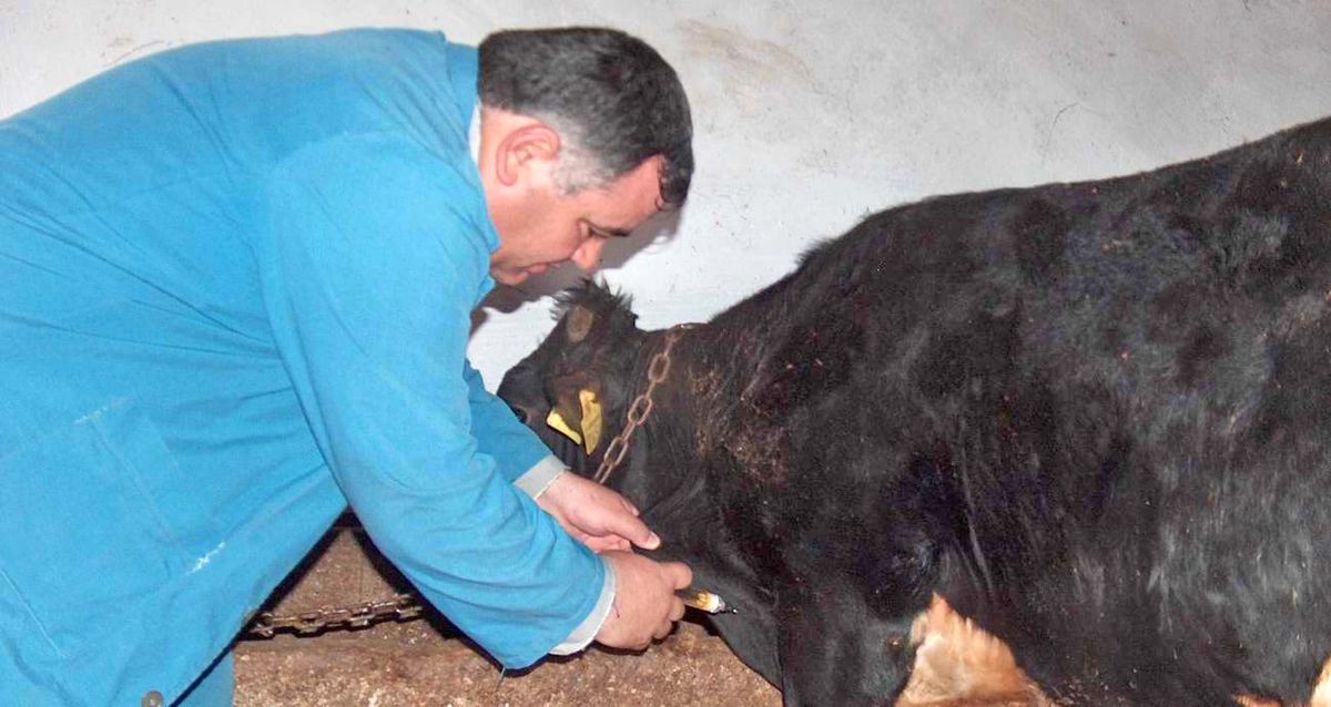 Kulu\'da Şap Aşısı Kampanyası