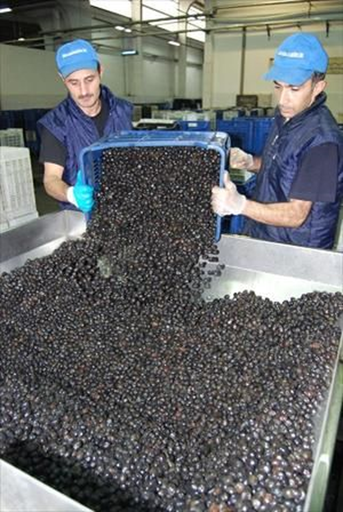 Marmarabirlik, Üreticilere Yarın 25,5 Milyon Lira Ödeyecek