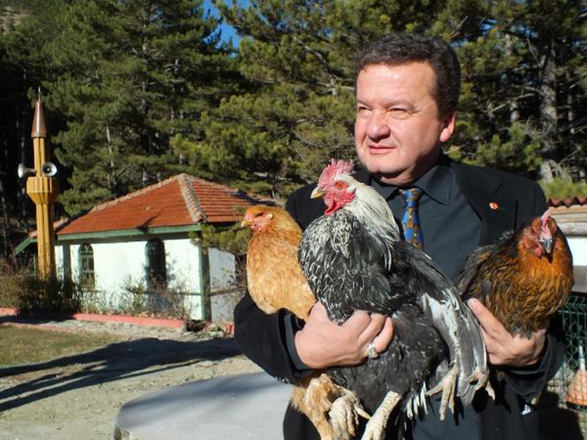Mudurnu\'da Başkan Aday Adayından \'Halk Tavuğu\' Projesi