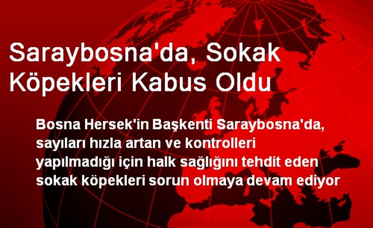 Saraybosna\'da, Sokak Köpekleri Kabus Oldu