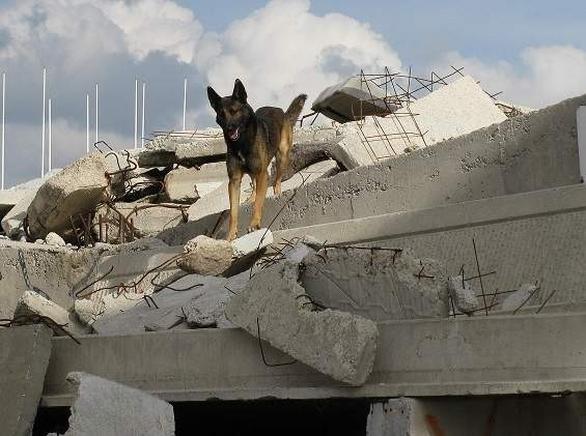 Eskişehir AFAD, Köpekli Arama Kurtarma Timi Oluşturuyor
