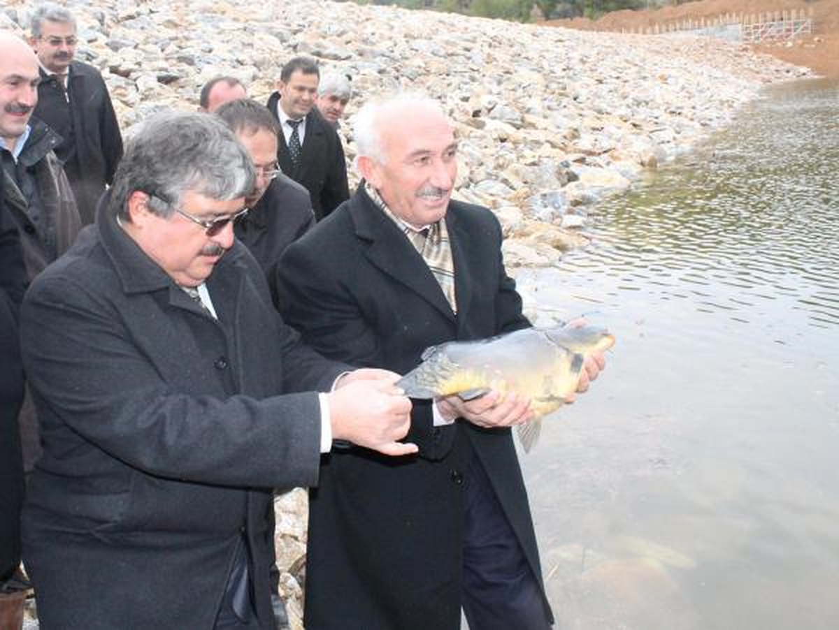 Anaç Sazanlar Yeni Yuvasında