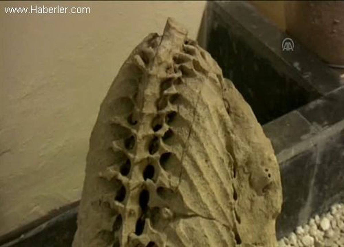Bahçe kazısında 20 milyon yıllık deniz ineği fosili çıktı