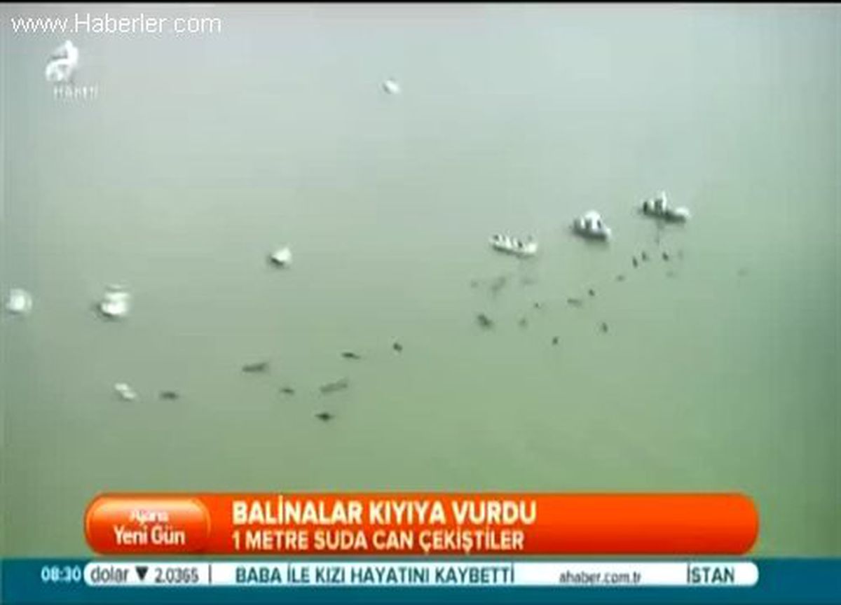Düzinelerce Balina Kıyıya Vurdu