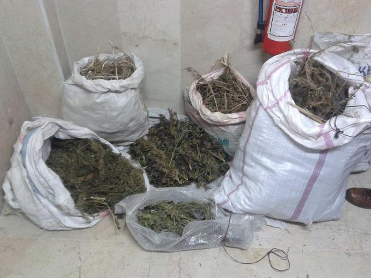İmranlı\'da 7.6 Kilo Hintkeneviri Ele Geçirildi