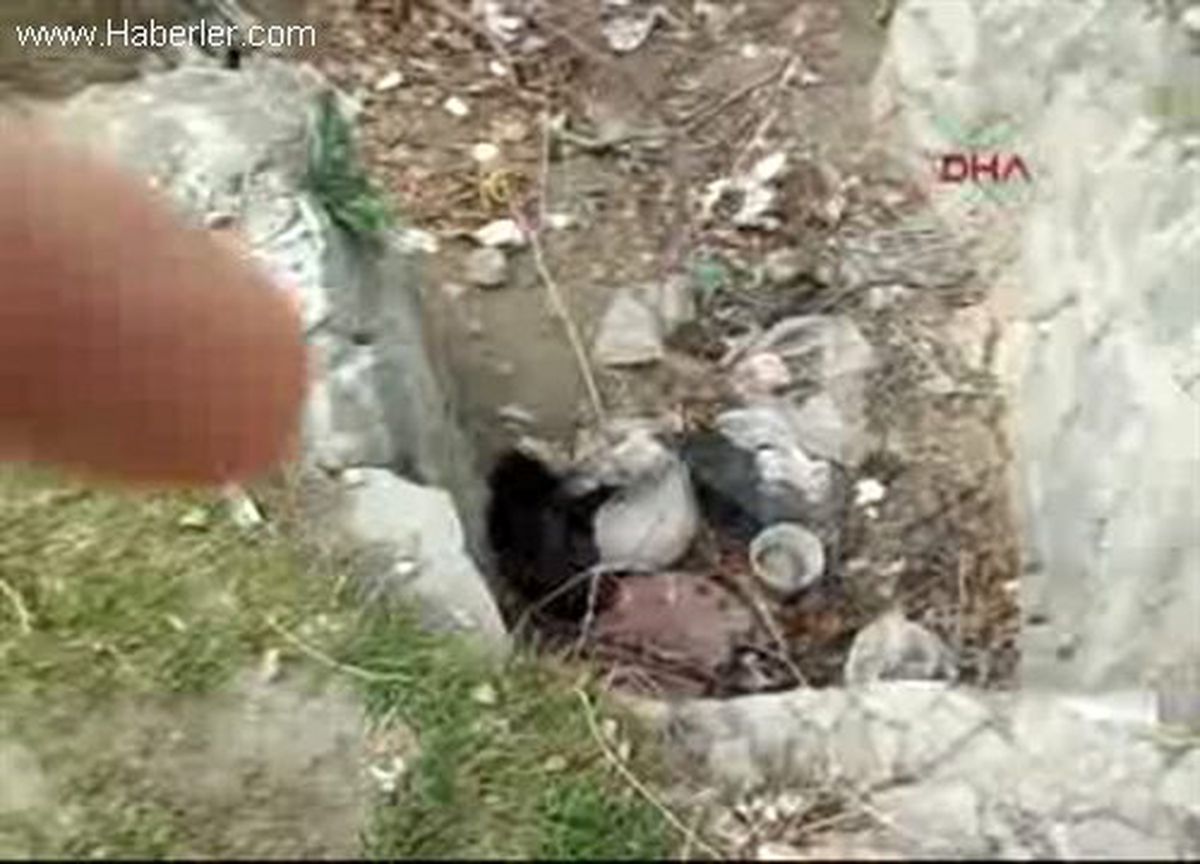 Isparta\'daki Köpek Vahşetine Suç Duyurusu