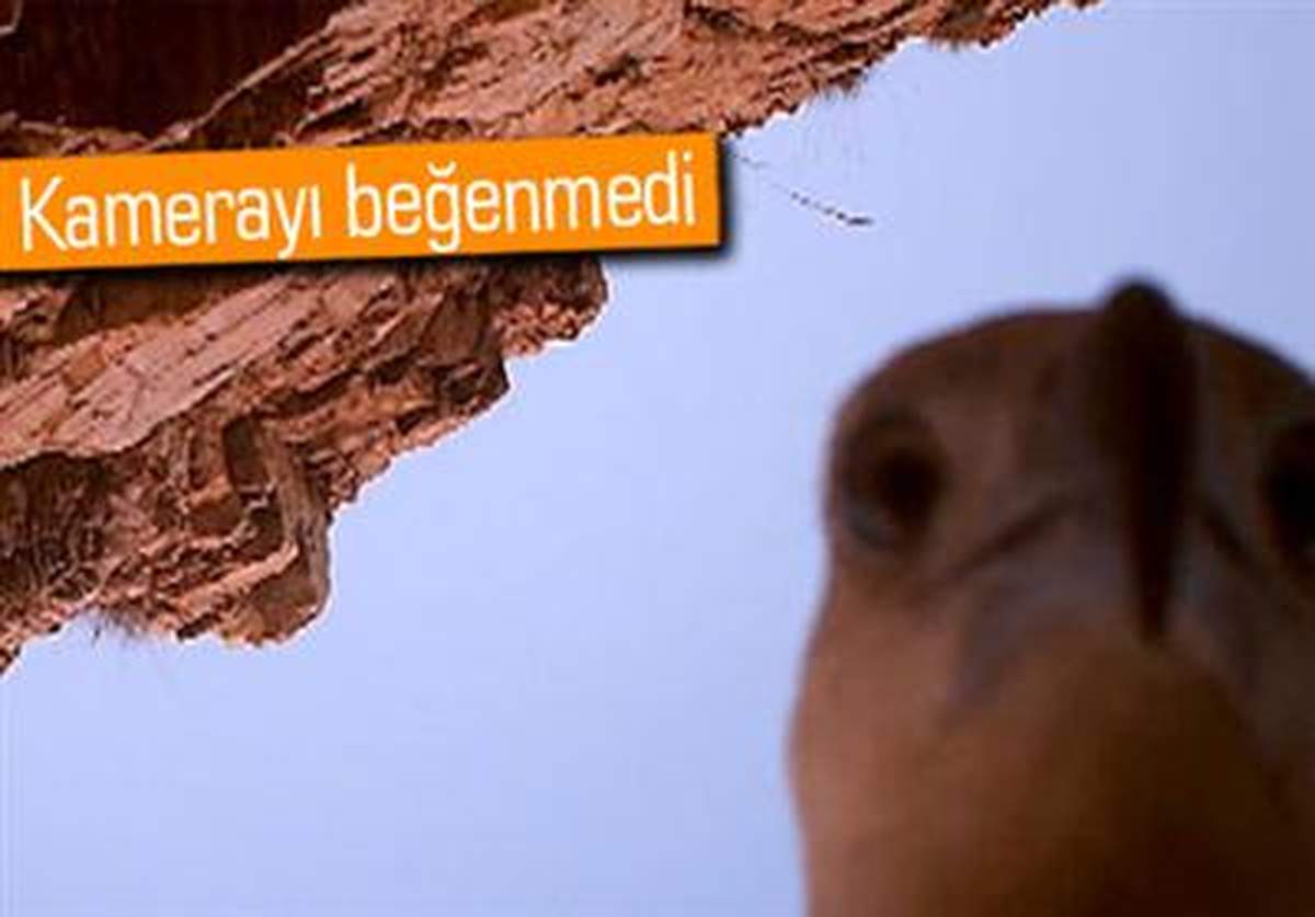 Kartal Önce Kamerayı Çaldı Sonra Selfie Pozu Verdi