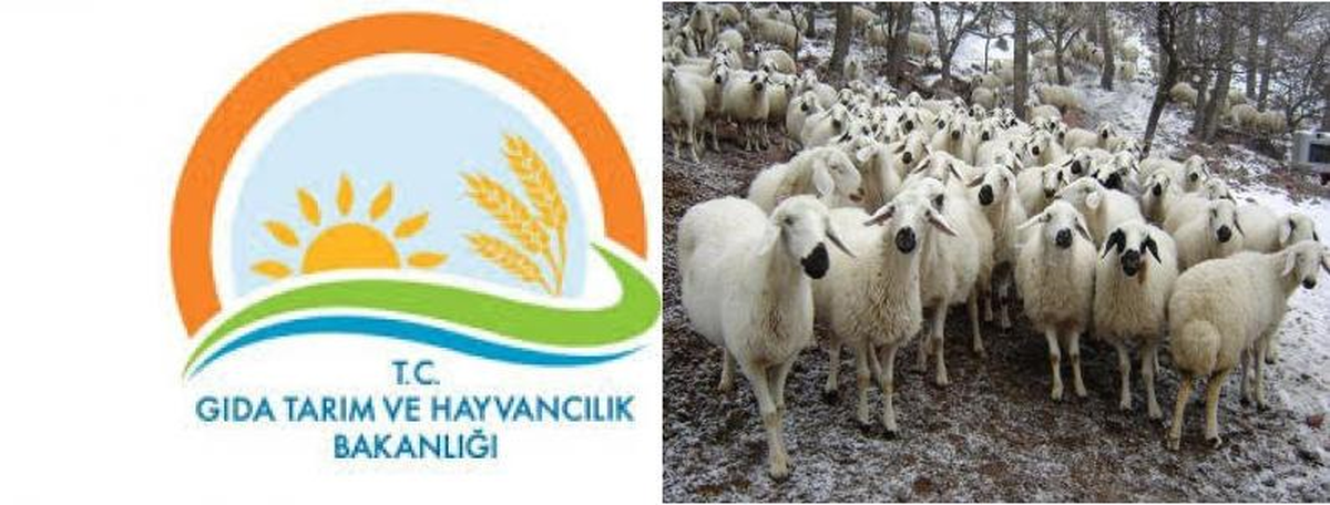 Küçük Baş Hayvancılık Desteği İçin Yeni Fırsat