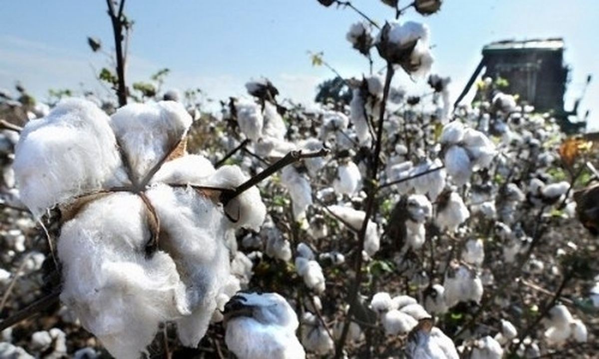 Preseli Pamuğun Kilogramı 3,95 Liradan İşlem Gördü