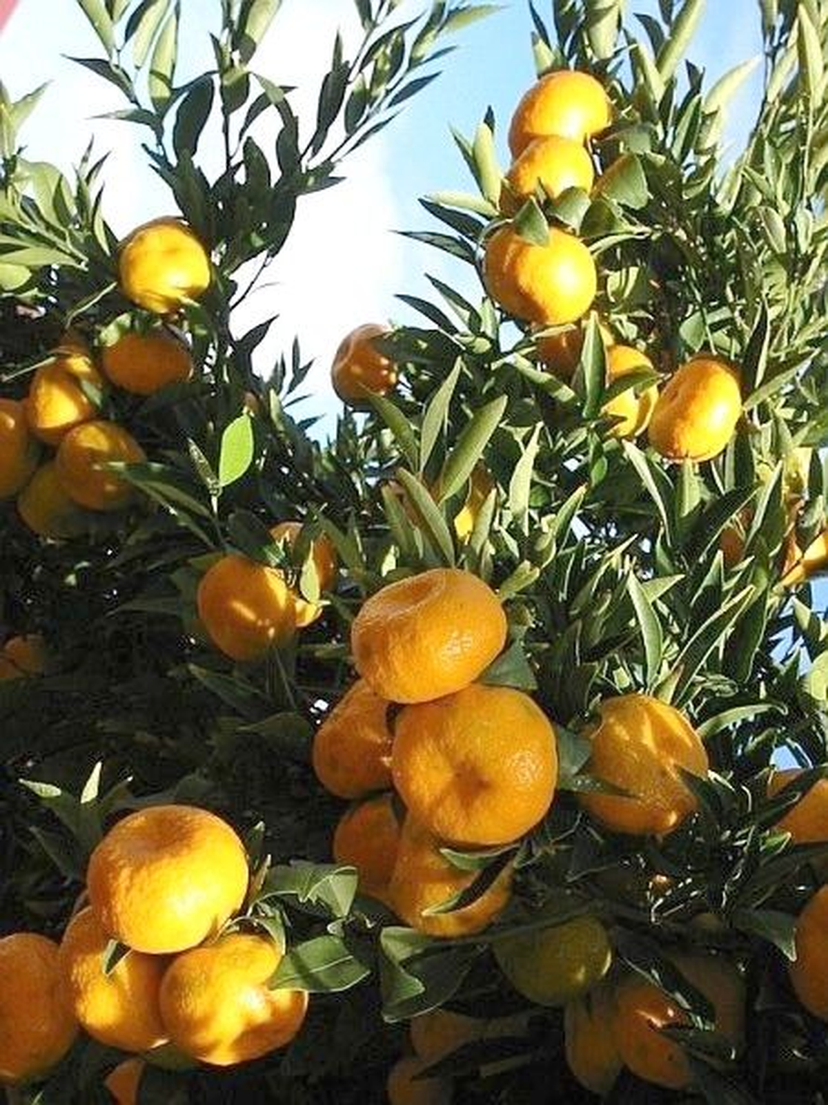 Üretim Artınca Mandalina Dalında Kaldı
