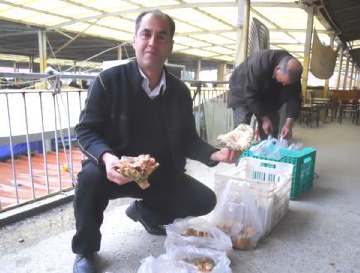 Kale İlçesinde Çıntar Mantarı, Köylünün Geçim Kaynağı Oldu