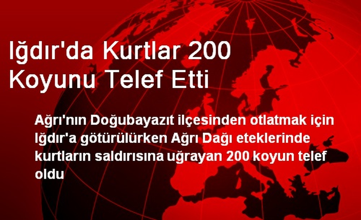 Iğdır\'da Kurtlar 200 Koyunu Telef Etti