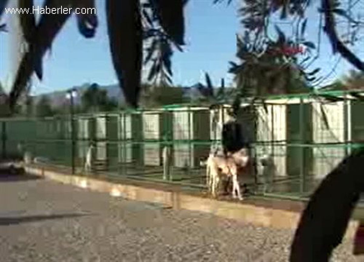 Çoban Köpeği Sevdası, ABD\'nin Kurtlarını da Kurtardı