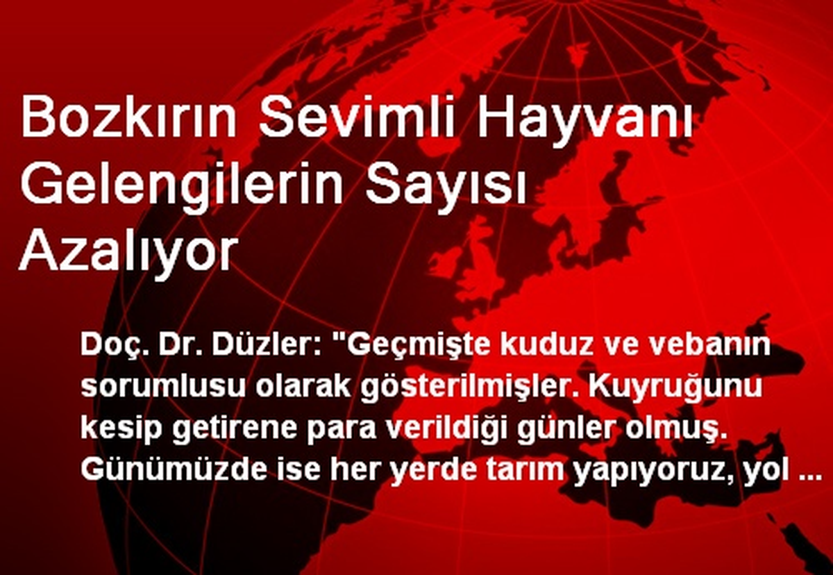 Bozkırın Sevimli Hayvanı Gelengilerin Sayısı Azalıyor