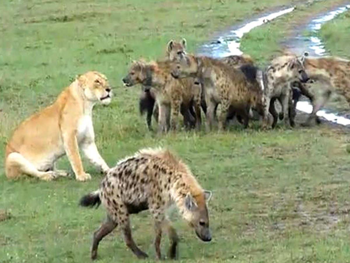 Avını Yiyen Aslana Onlarca Sırtlan Saldırdı