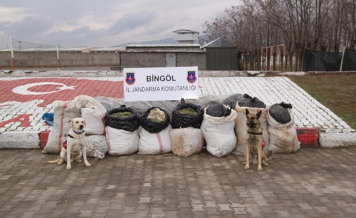 Bingöl\'de 239 Kilogram Esrar Ele Geçirildi