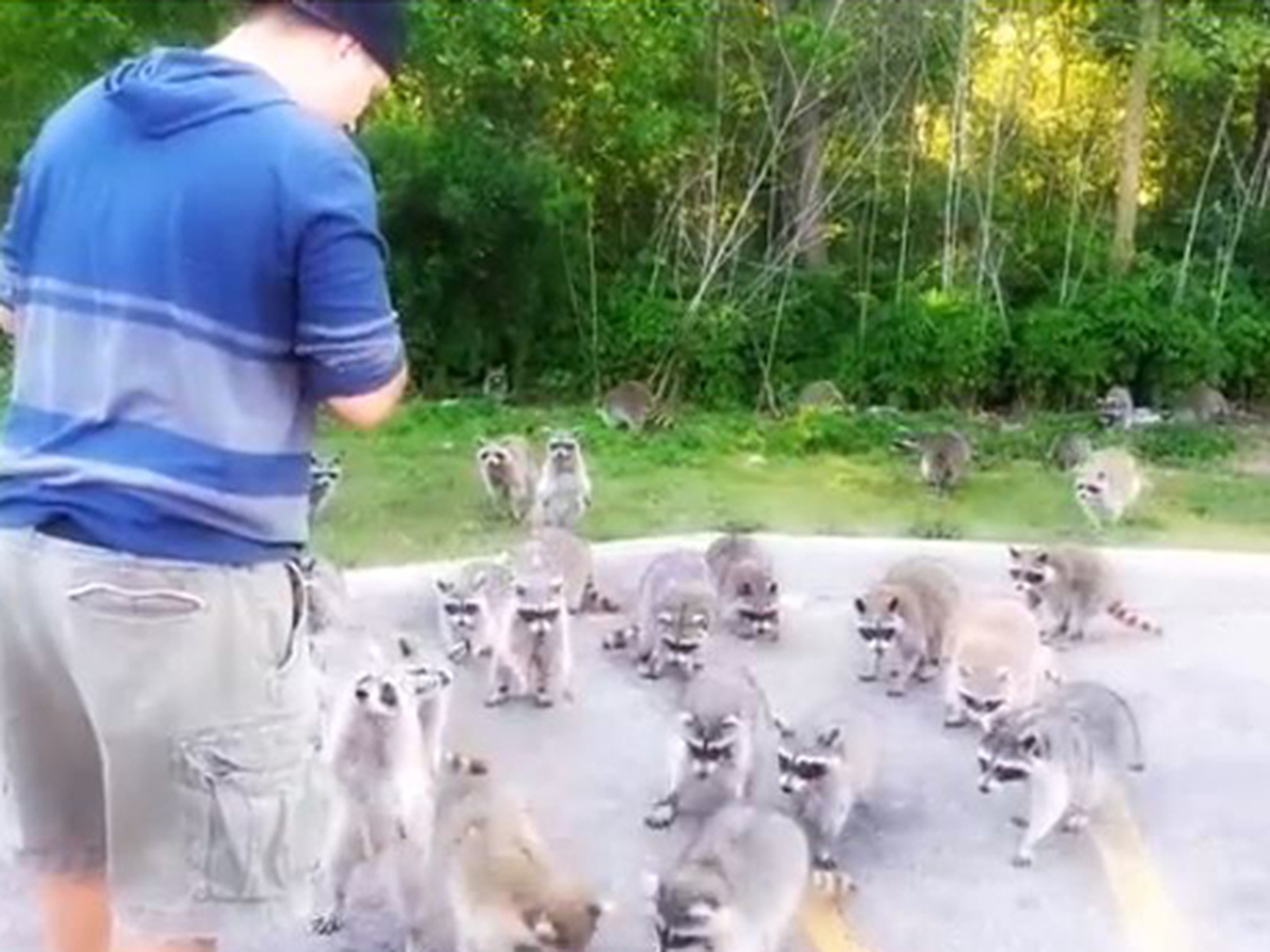 Cips Yiyen Rakunlar Herkesi Şaşırtıyor