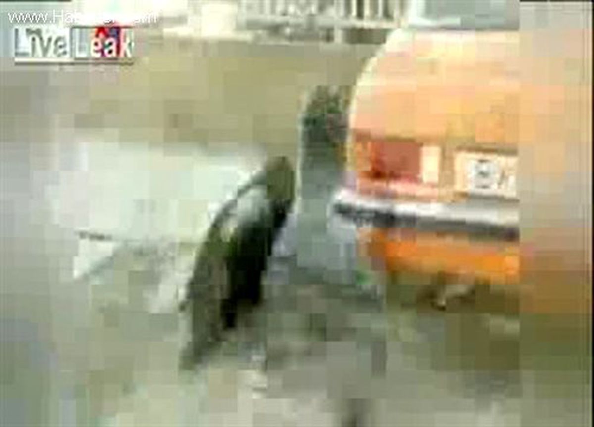 Egzos Dumanı Bağımlısı Köpek Sarhoş Oldu