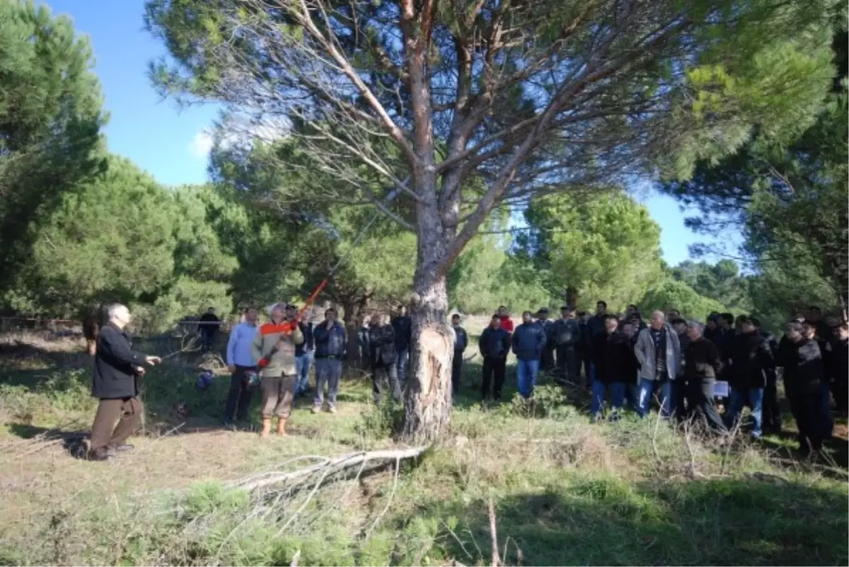 Geniş Katılımlı Fıstıkçamı Spiral Dal Budama Tatbikatı Yapıldı