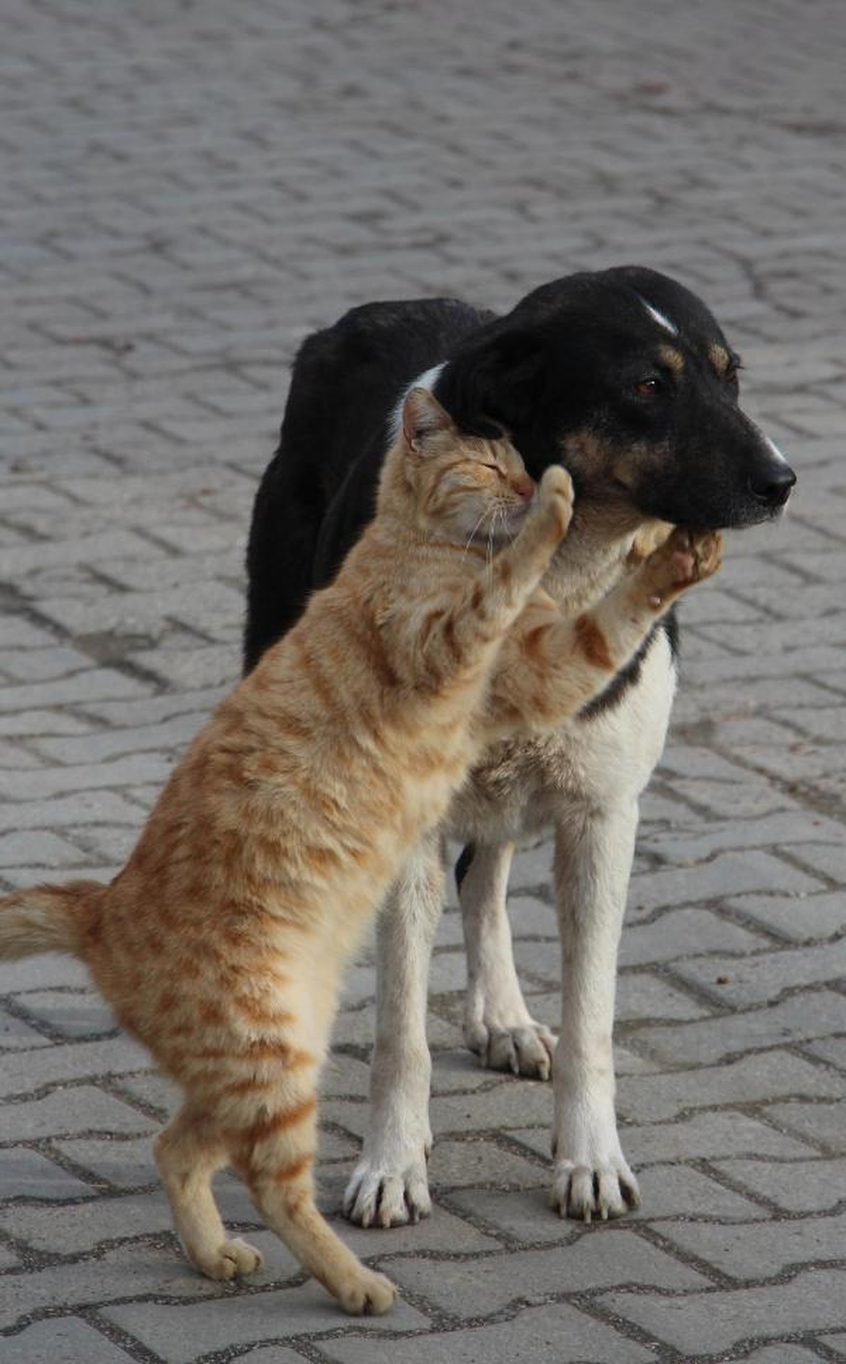 Kedi ve Köpeğin Dostluğu