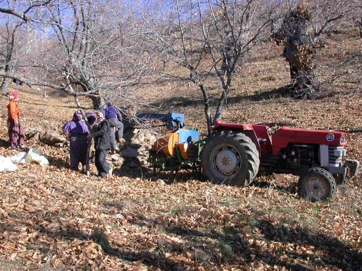 Kestanelerin Pazar Yolculuğu Başladı