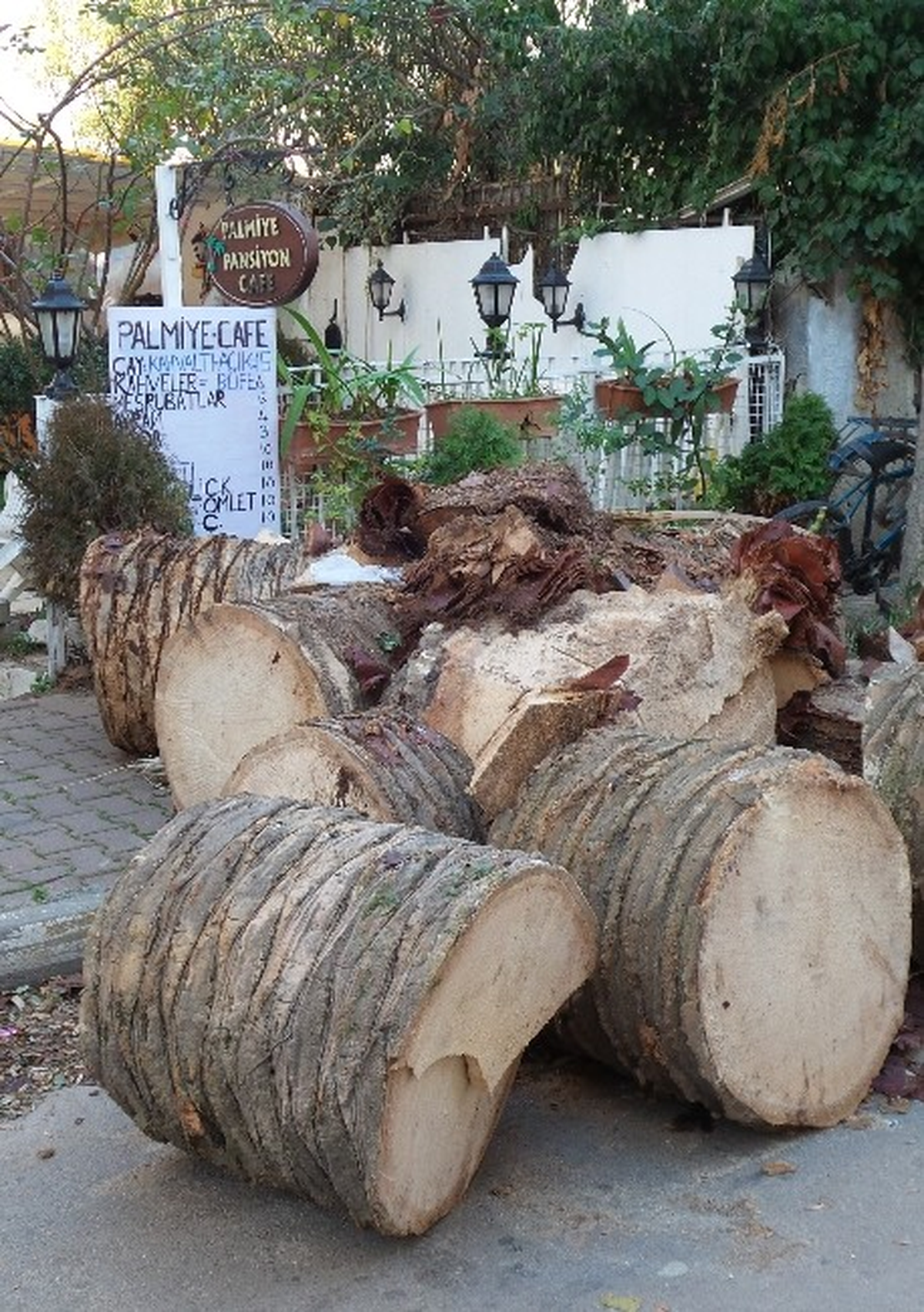 Kırmızı Böcek Adalar\'daki Palmiyeleri Kuruttu