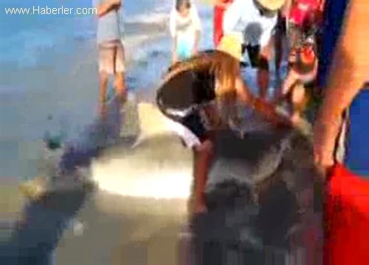 Köpekbalığını Yaşatabilmek İçin Herşeyi Yaptılar