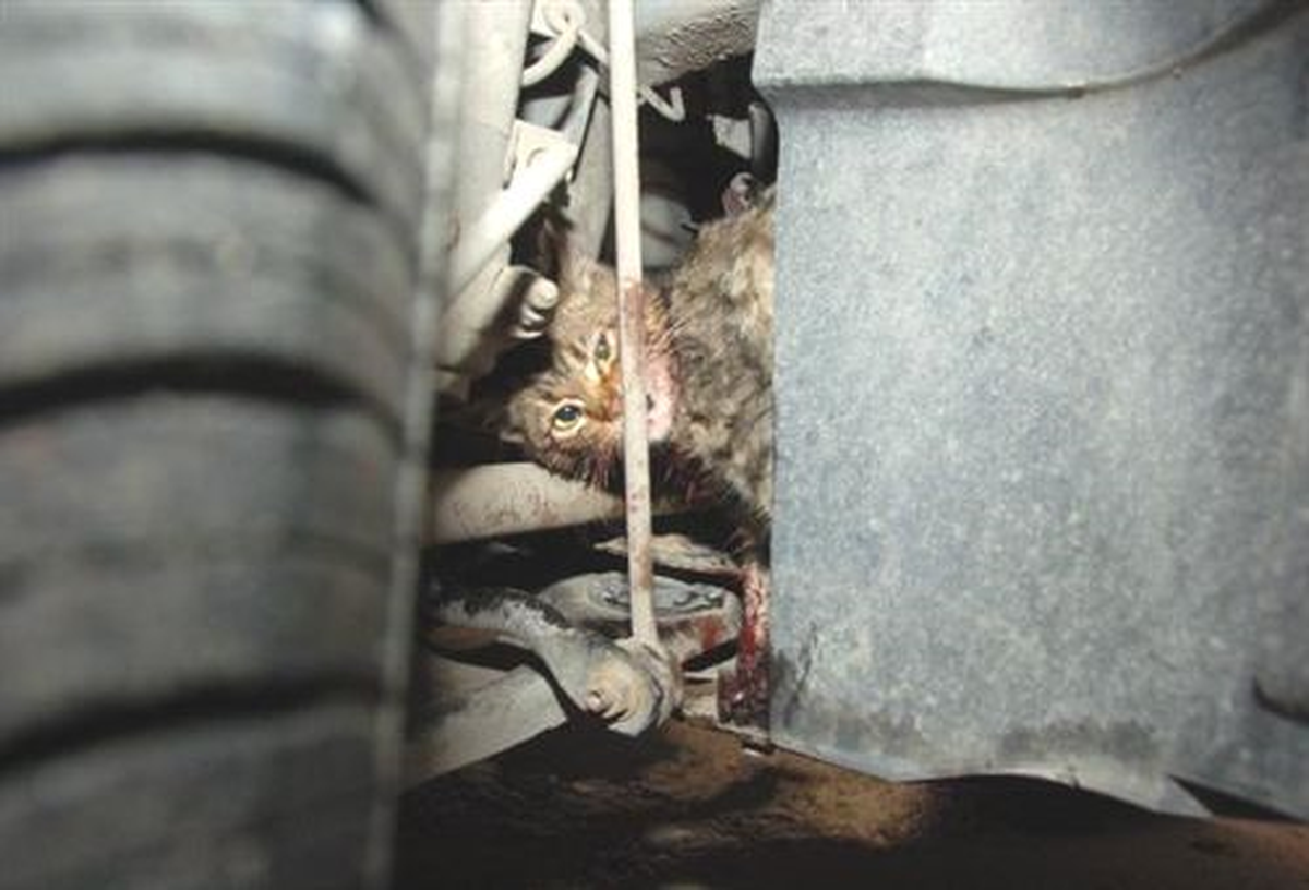 Otomobilin Motoruna Sıkışan Kedi Kurtarıldı