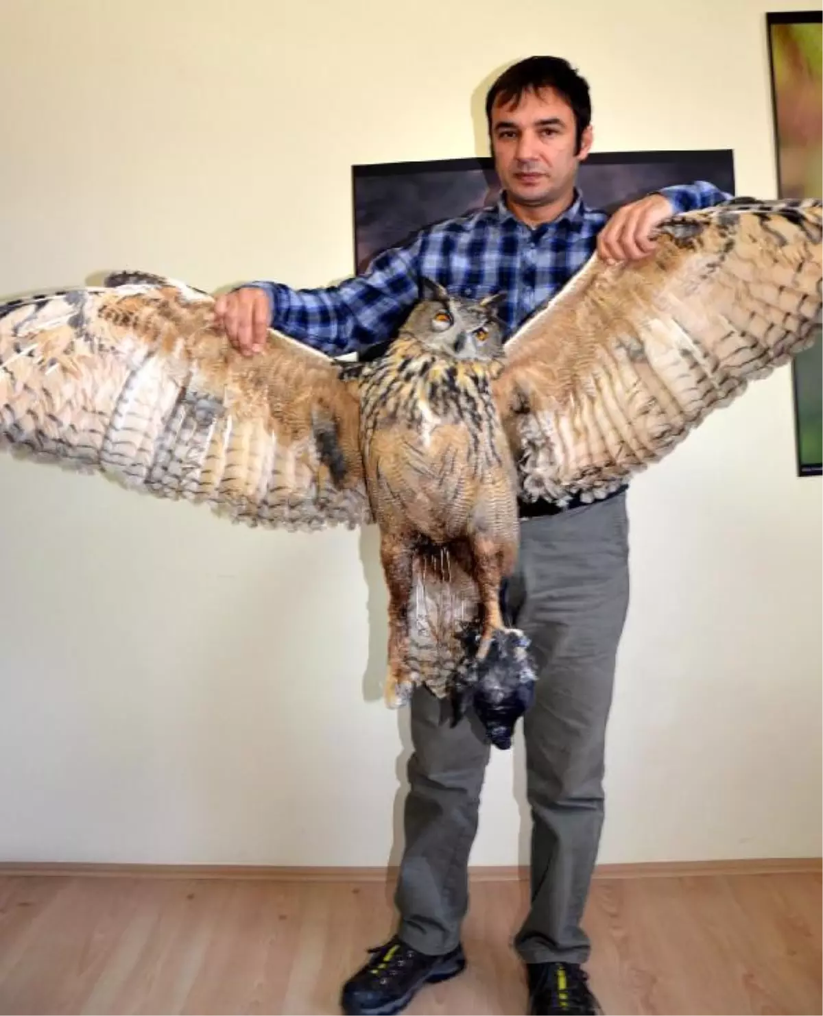 Baykuş, Pençesinde Güvercinle Akıma Kapılıp Telef Oldu