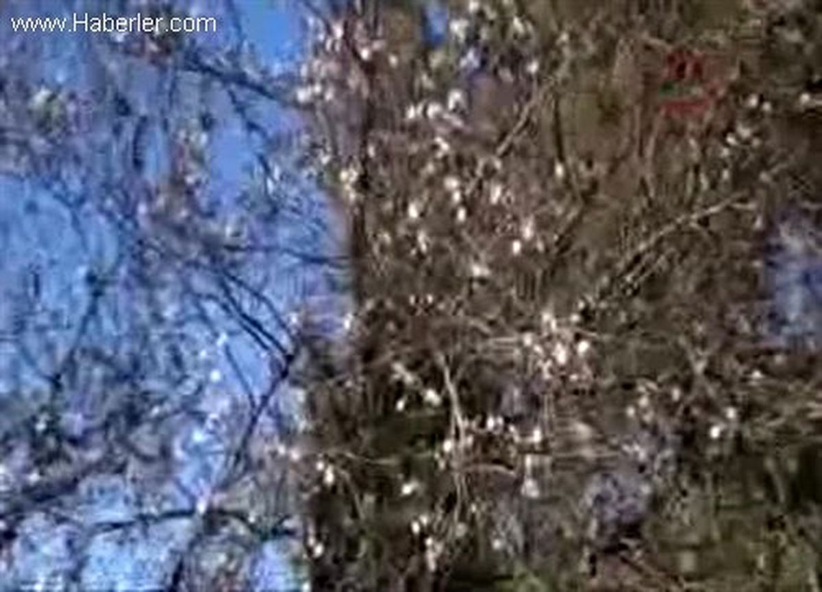 Bozburunda Bademler Çiçek Açtı