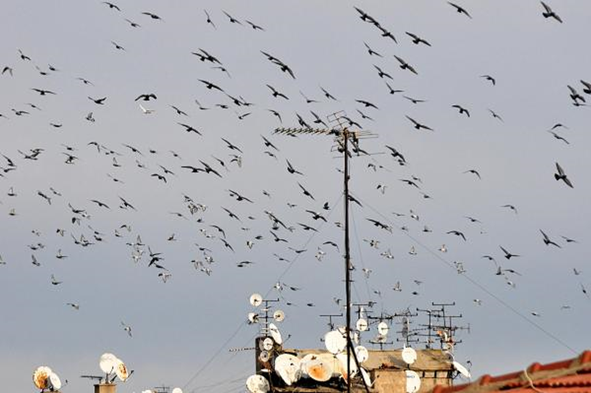 Diyarbakır\'da Güvercinler Güneşle Dans Etti