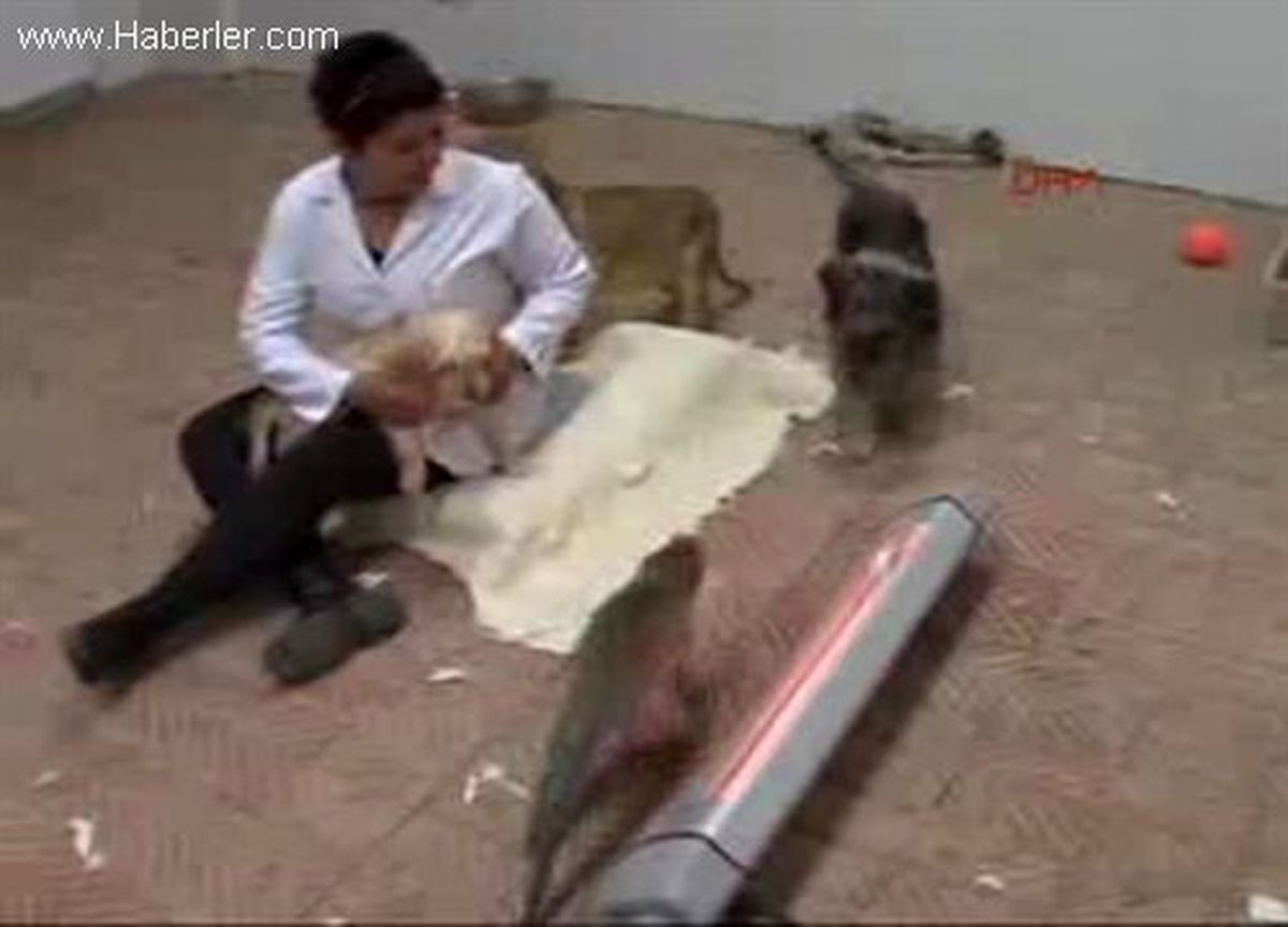 Hayvanat Bahçesindeki Muhteşem Dörtlü