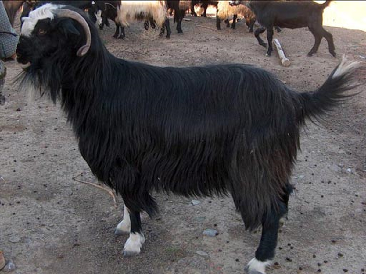 Kıl Keçisi Islahı İçin Personel Alınacak