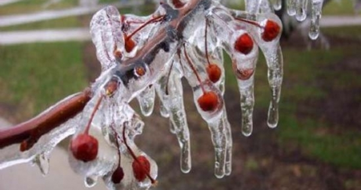 Meteorolojiden Zirai Don Uyarısı
