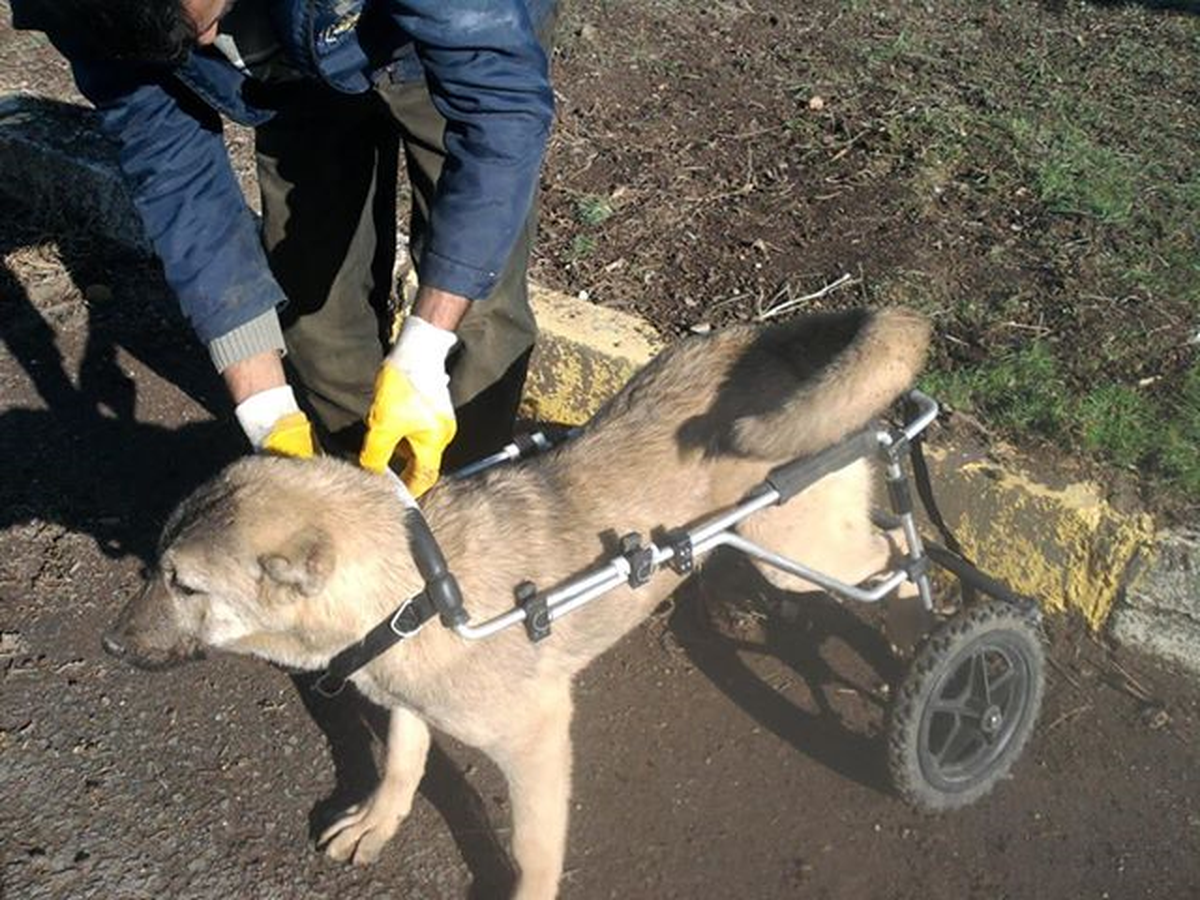 Köpeklere Soğuk Havada Sıcak Yuva