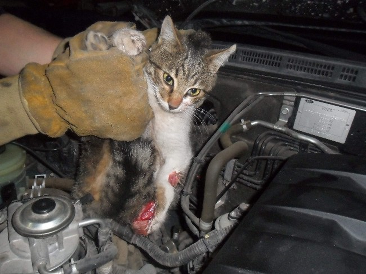 Soğuktan Kaçan Kedi Az Daha Canından Oluyordu