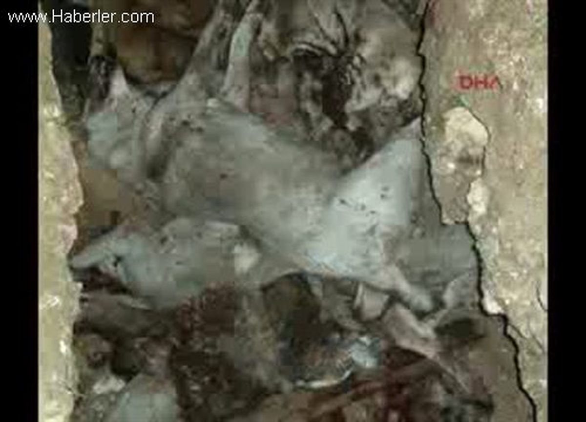 Uşak\'ta Köpek Katliamı