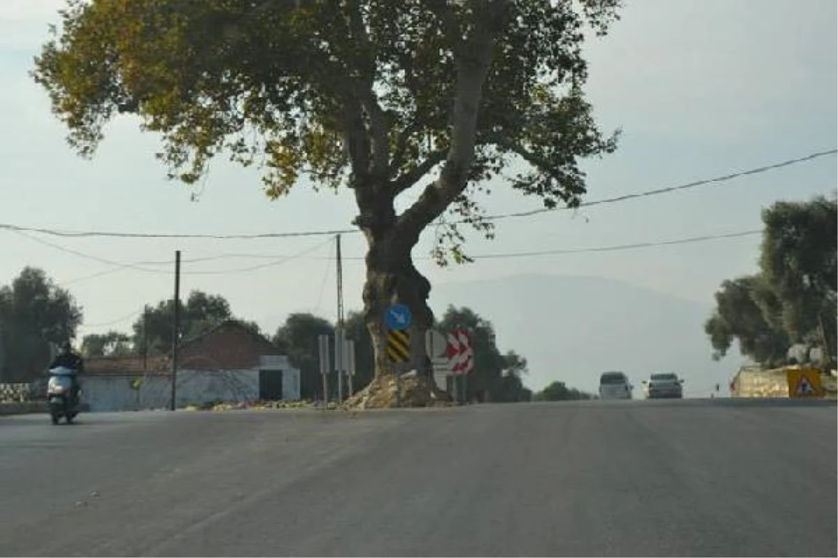 200 Yıllık Çınar Yola Kurban Gitmedi